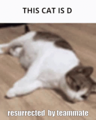 A Cat Is Laying On Its Back On A Wooden Floor With The Caption This Cat Is D Resurrected By Teammate GIF