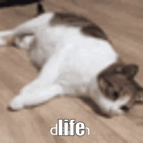A Cat Is Laying On Its Back On A Wooden Floor With The Word Life Written On It . GIF