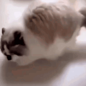 A Cat Is Laying On Its Back On The Floor And Looking At The Camera . GIF
