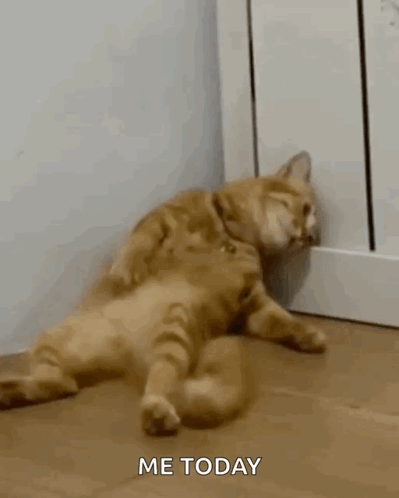 A Cat Is Laying On Its Back On The Floor With The Words Me Today Below It . GIF