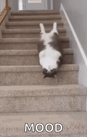 A Cat Is Laying On Its Back On The Stairs . GIF