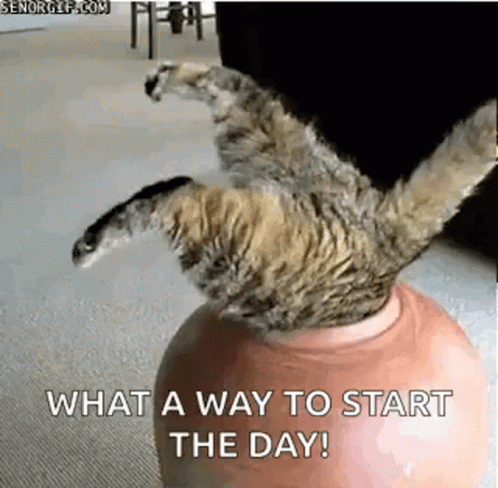 A Cat Is Laying On Its Back On Top Of A Ball With The Words `` What A Way To Start The Day ! '' GIF