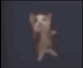 A Cat Is Laying On Its Back With Its Arms Outstretched And A Blurry Background . GIF