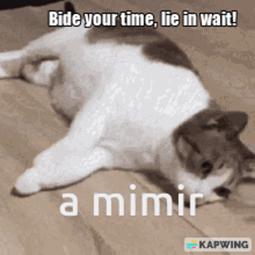A Cat Is Laying On Its Back With The Caption Bide Your Time Lie In Wait A Mimir GIF