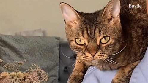 A Cat Is Laying On Someone 'S Lap And The Word Bustle Is Visible In The Corner GIF