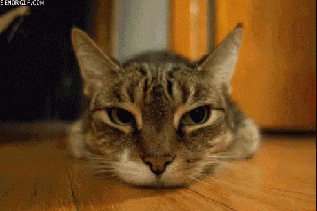 A Cat Is Laying On The Floor And Looking At The Camera GIF