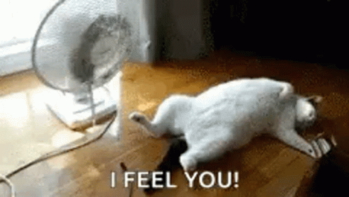 A Cat Is Laying On The Floor In Front Of A Fan And Says `` I Feel You '' . GIF