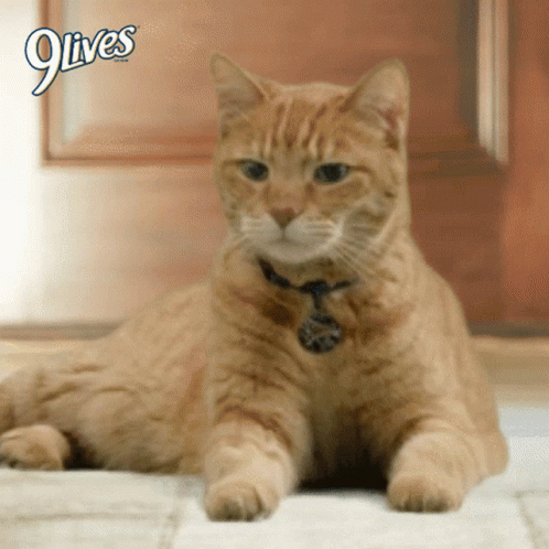 A Cat Is Laying On The Floor Next To A 9 Lives Logo GIF