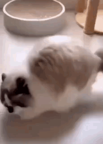 A Cat Is Laying On The Floor Next To A Bowl . GIF
