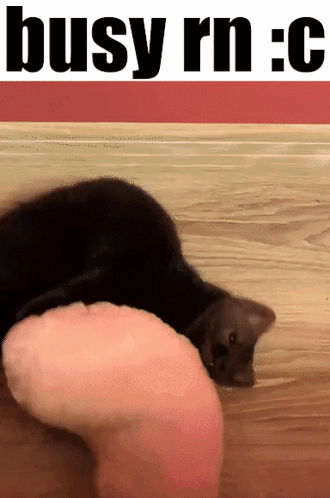 A Cat Is Laying On The Floor Next To A Person 'S Leg With The Words Busy Rn : C Above It GIF