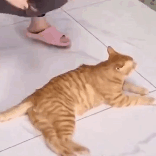 A Cat Is Laying On The Floor Next To A Person Wearing Slippers . GIF