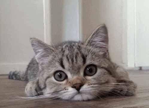 A Cat Is Laying On The Floor With Its Head On Its Paws GIF