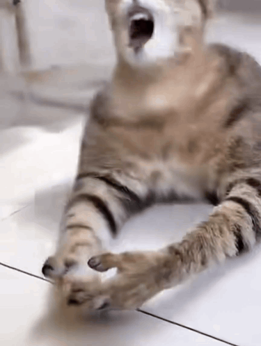 A Cat Is Laying On The Floor With Its Mouth Open And Its Paws Outstretched . GIF