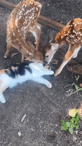 A Cat Is Laying On The Ground Next To Two Deer . GIF
