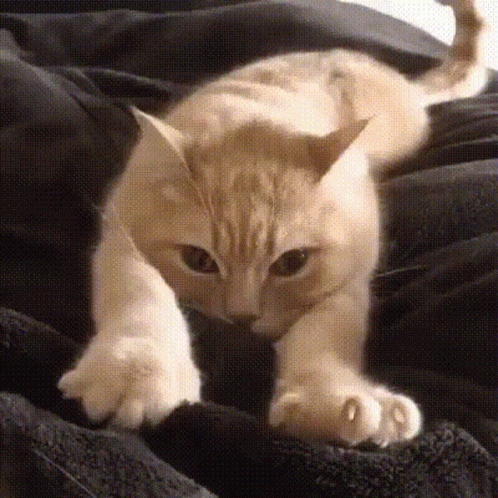 A Cat Is Laying On Top Of A Black Blanket And Looking At The Camera . GIF