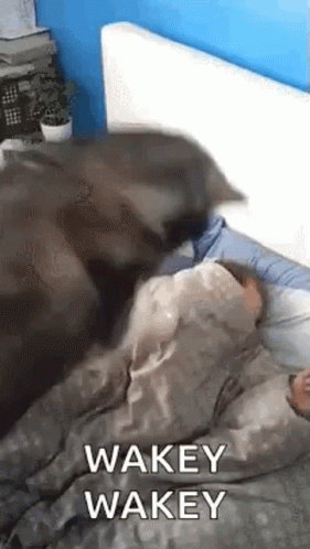 A Cat Is Laying On Top Of A Person In Bed With A Blanket . GIF