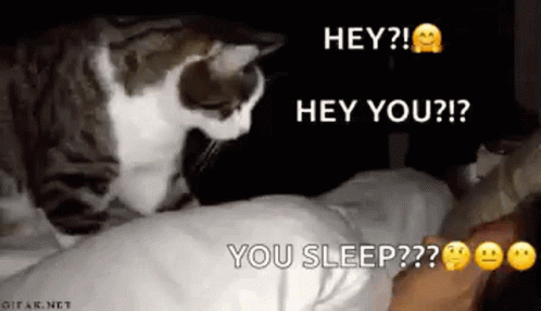 A Cat Is Laying On Top Of A Person 'S Head . GIF