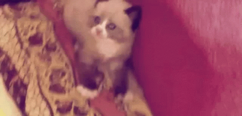 A Cat Is Laying On Top Of A Pink Blanket . GIF