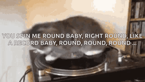 A Cat Is Laying On Top Of A Record Player With The Words " You Spin Me Round Baby Right Round Like A Record Baby Round R GIF