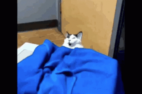 A Cat Is Laying Under A Blue Blanket On A Bed GIF