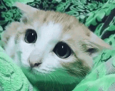 A Cat Is Laying Under A Green Blanket And Looking At The Camera . GIF