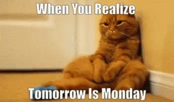 A Cat Is Leaning Against A Wall With A Caption That Says When You Realize Tomorrow Is Monday GIF