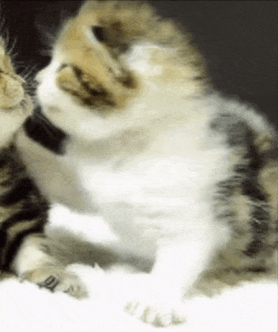 A Cat Is Licking Another Cat On The Nose GIF