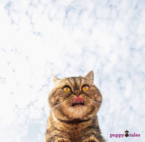 A Cat Is Licking Its Nose In Front Of A Blue Sky And The Words International Cat Day GIF