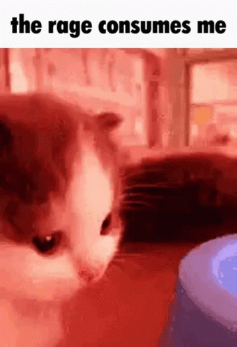 A Cat Is Looking At A Blue Object In A Red Room . GIF
