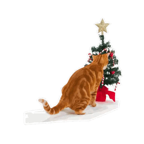 a cat is looking at a christmas tree with a sign that says santa claws is coming to town
