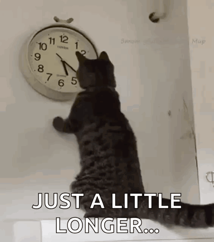 A Cat Is Looking At A Clock On A Wall And Says `` Just A Little Longer '' . GIF
