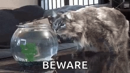 A Cat Is Looking At A Fish Bowl With The Words Beware Behind It . GIF