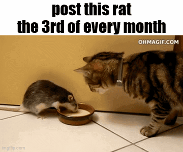A Cat Is Looking At A Mouse That Is Drinking Milk From A Bowl .. GIF