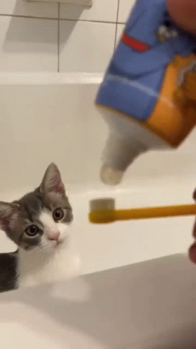 A Cat Is Looking At A Person Brushing Its Teeth In A Bathroom Sink . GIF