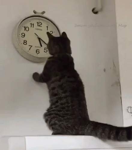 A Cat Is Looking At A Wall Clock That Says London GIF