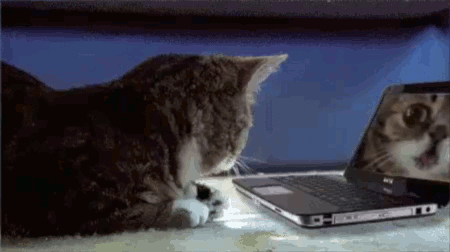 A Cat Is Looking At Its Reflection In A Laptop . GIF