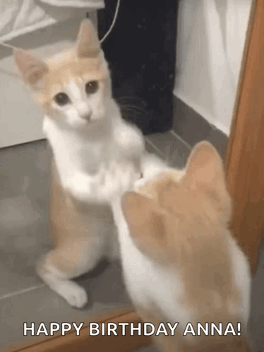 A Cat Is Looking At Itself In A Mirror And Says `` Happy Birthday Anna '' . GIF