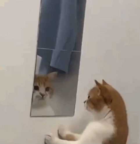 A Cat Is Looking At Itself In The Mirror GIF