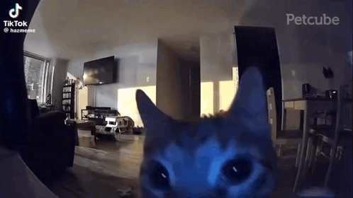 A Cat Is Looking At The Camera In A Living Room With A Tv . GIF