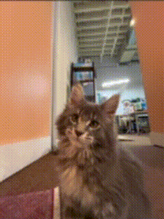 A Cat Is Looking At The Camera In A Room GIF