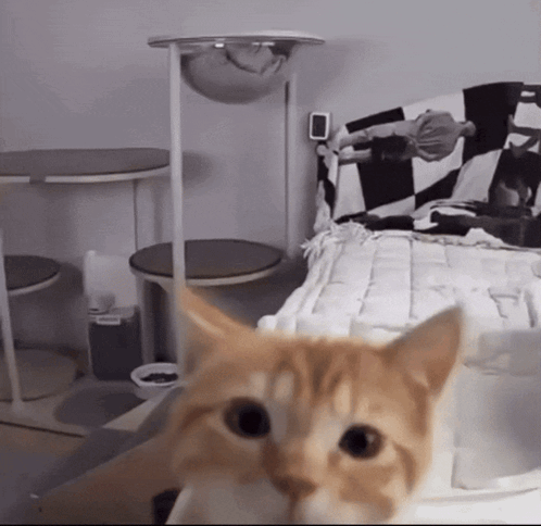 A Cat Is Looking At The Camera In Front Of A Bed GIF