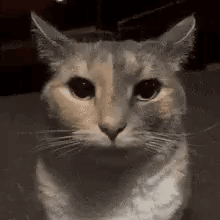 A Cat Is Looking At The Camera With A Serious Look On Its Face . GIF