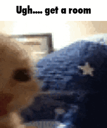 A Cat Is Looking At The Camera With The Caption Ugh Get A Room . GIF