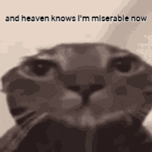 A Cat Is Looking At The Camera With The Words `` And Heaven Knows I 'M Miserable Now '' Behind It . GIF