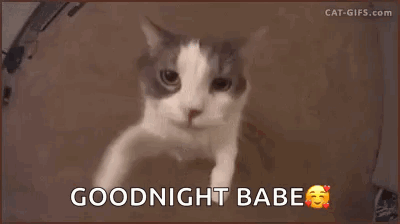 A Cat Is Looking At The Camera With The Words `` Goodnight Babe '' Written Below It . GIF