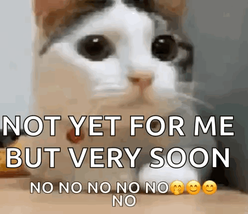 A Cat Is Looking At The Camera With The Words `` Not Yet For Me But Very Soon No No No No No No '' Written On It . GIF