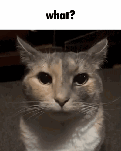 A Cat Is Looking At The Camera With The Words What Written Above It GIF