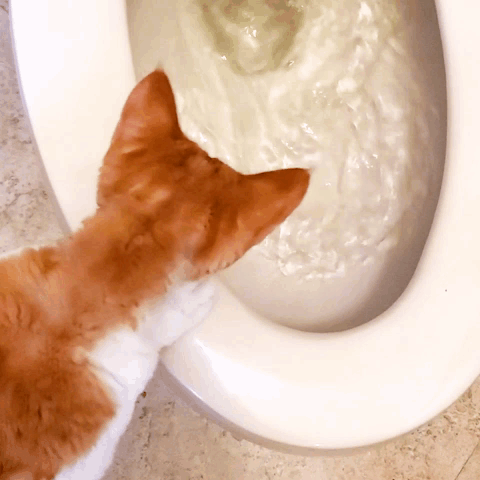 A Cat Is Looking Into A Toilet Bowl With A White Liquid In It GIF