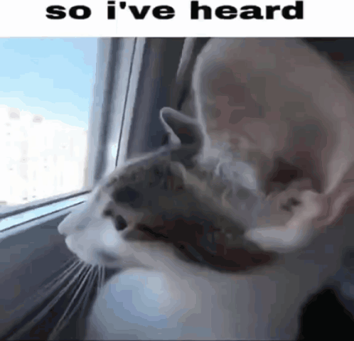 A Cat Is Looking Out A Window With The Words So I 'Ve Heard Below It GIF