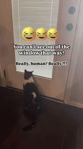 A Cat Is Looking Out Of A Window With A Caption That Says You Can 'T See Out Of The Window That Way GIF